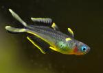 Click to view furcata41_t1.jpg