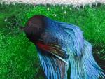 Click to view img715511_t1.jpg