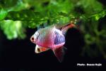 Click to view rasbora1_t1.jpg