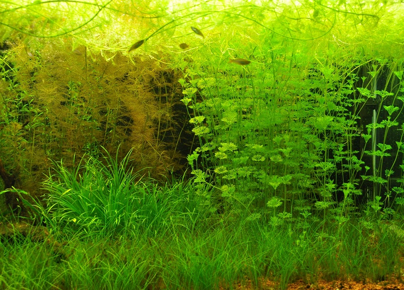 mojbiljniakvarijumonline.org/images/srafciger03-2012/DSC_0639.jpg